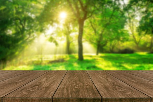 Mit Sonnenlicht durchflutete Bäume in einem Garten