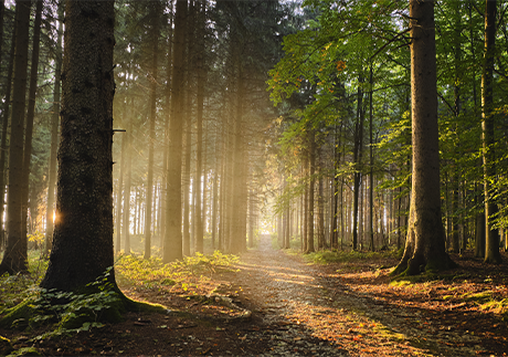 Blick in einen dichten Wald: Symbolbild für den digitalen Nachlass